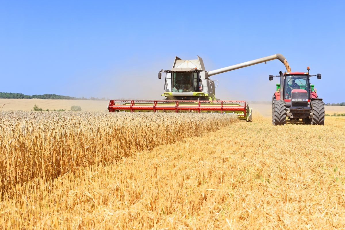 Overloading grain harvester into the grain tank of the tractor trailer.